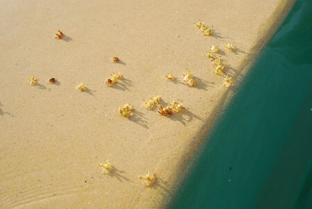 Flowers on sandの写真素材