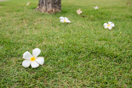 flower on grassの写真素材