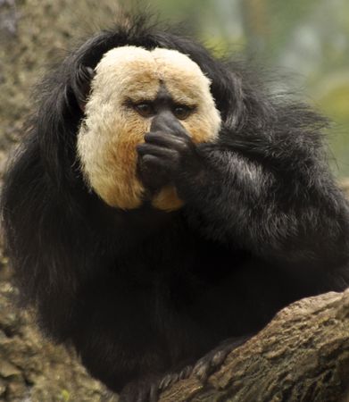 white faced monkey holding nose