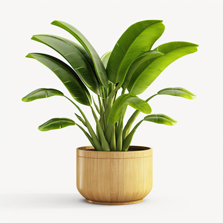 Realistic Detailed 3d Green Banana Plant in Wooden Pot Isolated on White Background. Vector illustration.の素材