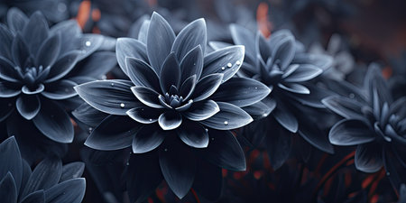 Beautiful dark blue dahlia flower. Floral background.の素材