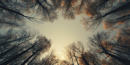 forest trees view from the bottom up into the sky. nature seriesの素材