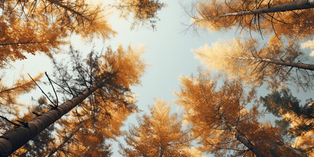 Beautiful autumn forest view from below into the sky, wide photoの素材