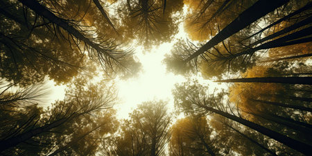 Tall pine trees in the forest with sunbeams and lens flareの素材