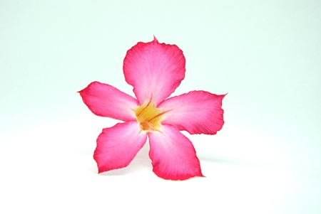 A beautiful Adenium obesum Balf with isolated white backgroundの写真素材