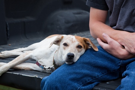 A young man and his dog sit in the back of a pickup truck watching a rodeo in Washington.の写真素材