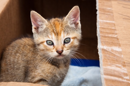 a calico kitten waits in a cardboard box to be adoptedの写真素材