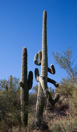 A tall cactus with several multi-directional arms stands next to a shorter more traditional looking cactus.の写真素材