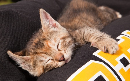 After playing with its littermates, a cute and fuzzy baby kitten takes a nap on its new mommys lap.の写真素材