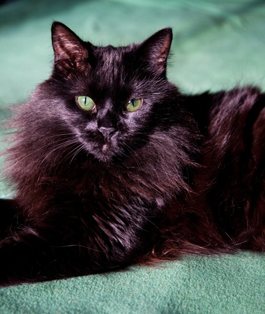 Portrait of a long haired black cat with bright green eyes warming itself in the sun on a green blanket.の写真素材