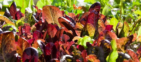 Red and green loose leaf lettuce growing in a backyard garden illuminated by the  afternoon sun.の写真素材