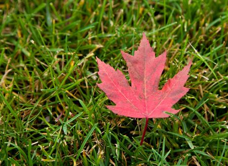 A red maple leaf lays alone in the green grass after falling from its tree.の写真素材