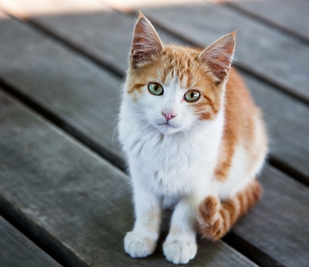 A beautiful stray kitten with green and gold eyes, sits perfectly still waiting to see if food will be given.の写真素材