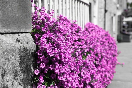 A patch of small pink flowers overflow a fenced garden growing down a curbside to the sidewalk with a desaturated background.の写真素材