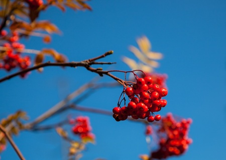 A group of red Mountain Ash berries in the fall on a bare branch with other berries behind in soft focus with a blue sky background.の写真素材
