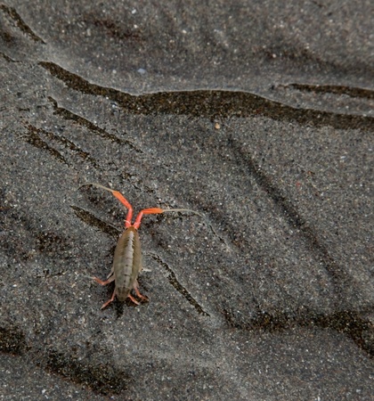 A very small shrimp like sea creature crawls on dark wet sand trying to get back to the ocean.