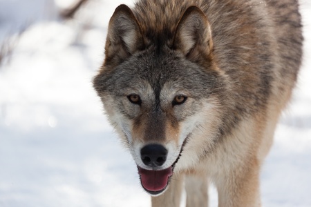 A close up of a wolf who is half Timber and half Arctic who seems to be smiling.
