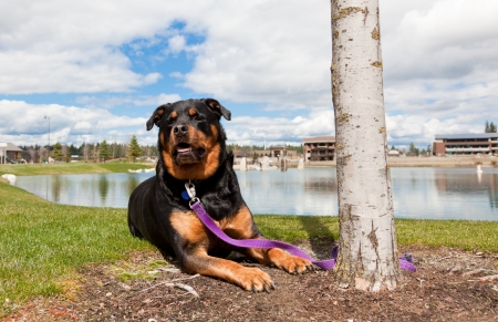 A female Rottweiler relaxes next to a tree and a pond at the park while still attentively watching her surroundings.の写真素材