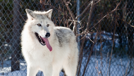 A young Arctic Wolf stops to catch its breath after playing,  with its long pink tongue hanging out of its mouth.の写真素材