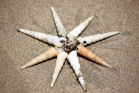 Spiral sea shells arranged in a starburst pattern with a small stripped shell in the middle laying...
