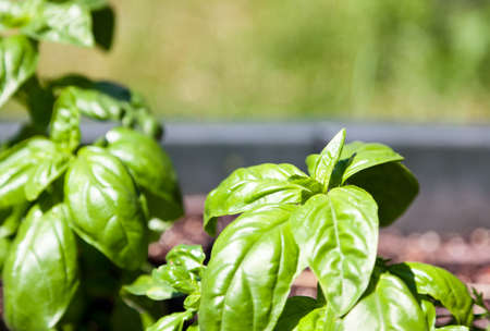 Sweet Italian basil growing in a raised garden lit by the bright sunshine.の写真素材