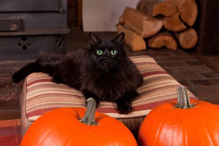 A fluffy black cat lays on a cushion next to two pumpkins for Halloween.の写真素材