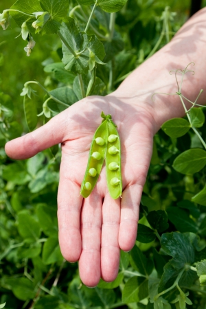 A gardener holds a split  open sweet pea pod in her hand over the pea patchの写真素材