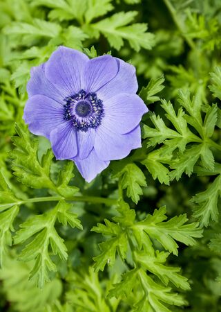 Close up of a  bright purple anemone flower against a background of green foliage.の写真素材