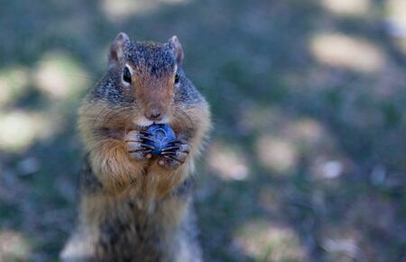 A small ground squirrel is standing on its hind quarters holding a blueberry to its mouth.の写真素材