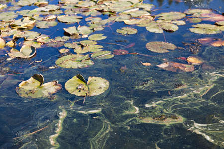 End of season water lily pads float in shallow water with trails of scum on the surface.の写真素材