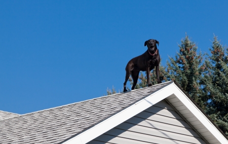 A black lab barking from the peak of the roof of his owners house providing security.の写真素材