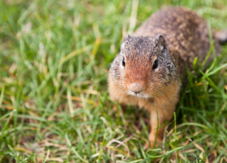 A curious ground squirrel looking for food walking in the grass. Focus on face with blurred...