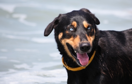A black and tan dog with crystal clear blue eyes wades into the Pacific ocean to cool off in Costa Rica.の写真素材
