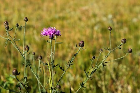 One open purple wild bachelor button flower on a stem with several unopened buds against a blurred grassy background.の写真素材