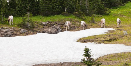 The boys club of five wild big horn sheep all facing away in a line eating summer grass next to...
