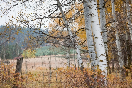 Birch trees with fall colors losing their leaves in a country setting with an old fence and fields in the distance.の写真素材
