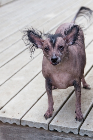 A very old hairless Chinese Crested dog.  The Chinese Crested breed are frequent winners of the ugliest dog contest.の写真素材
