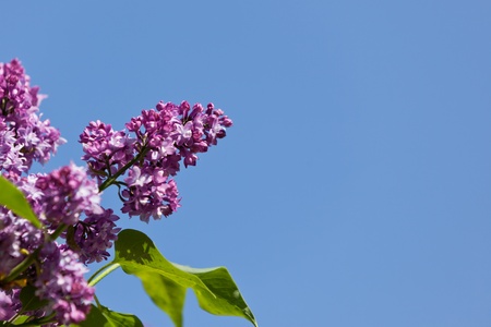 A grouping of delicate purple lilac flowers on a branch with green leaves against a blue sky...