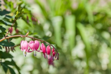 A branch of pink and white bleeding heart flowers in various stages of opening with a blurred green background.の写真素材