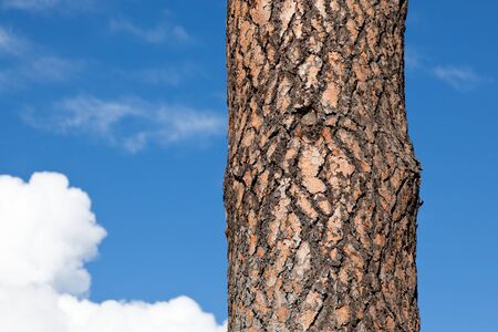 The puzzle like bark of a ponderosa pine tree against a blue sky background with white fluffy clouds.の写真素材
