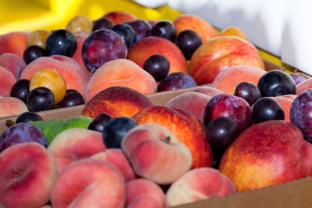 Peaches, nectarines, plums, and pears mixed together in boxes for sale at a road side fruit stand in Washington.の写真素材