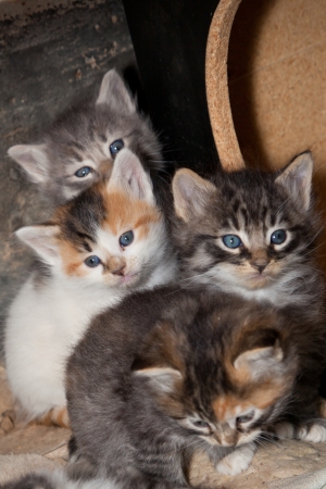 Small fluffy stray kittens sitting under a shelter looking curiously to see what is outside.の写真素材