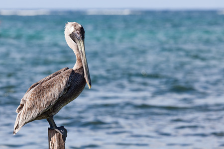A pelican sits on a pylon post with the sunshine on its back and the blue waters of the Caribbean Ocean behind him.の写真素材