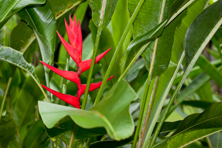 A bright red heliconia flower hidden among green leaves growing in tropical Belize. Humidity is causing plants to grow mold.の写真素材