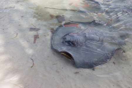 A stingray breaks the surface of shallow water on the beach, swiming over debris to look for food from local fisherman cleaning their days catch.の写真素材
