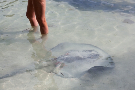 A stingray swims past a woman standing in shallow water, looking for food from local fisherman in Belize.の写真素材