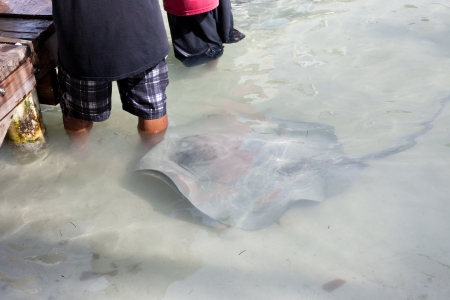 A stingray brushes up against the leg of a local fisherman to beg for leftover peices of the daily catch.の写真素材