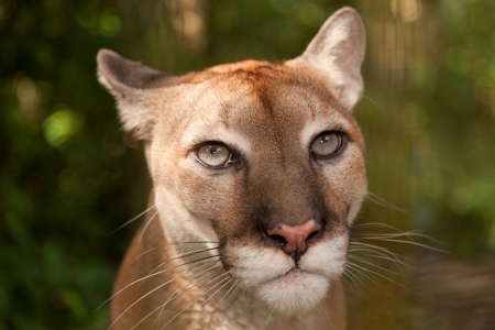 Sunlight filtering through jungle foliage lights up the head of a cougar who is staring with intent の写真素材