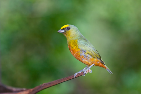 A colorful olive backed euphony bird perched on a small branch with a blurred green background in Belize.の写真素材