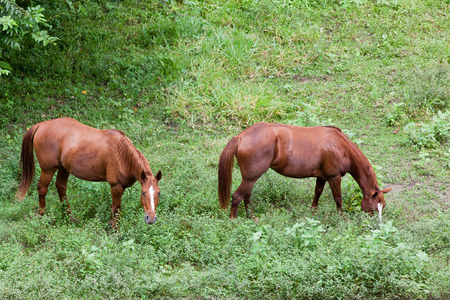 Two brown and white horses graze on jungle grass in tropical Belize.の写真素材